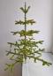 Preview: Antique Goose Feather Tree, 90 cm, ~1940