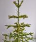 Preview: Antique Goose Feather Tree, 90 cm, ~1940