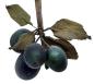 Preview: Plums, ~ 1880 / 1900