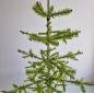Preview: Antique Goose Feather Tree, 100 cm, ~1940