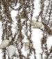 Preview: 4 gold colored tinsel garlands with spun cotton icicles,  ca. 560 cm - ca. 1930